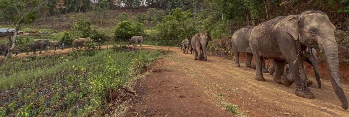 CRITICAL SITUATION:Out of work elephants threatened in Thailand