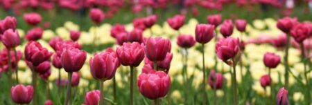 Canadian Tulip Festival, photo -Jana Glenn