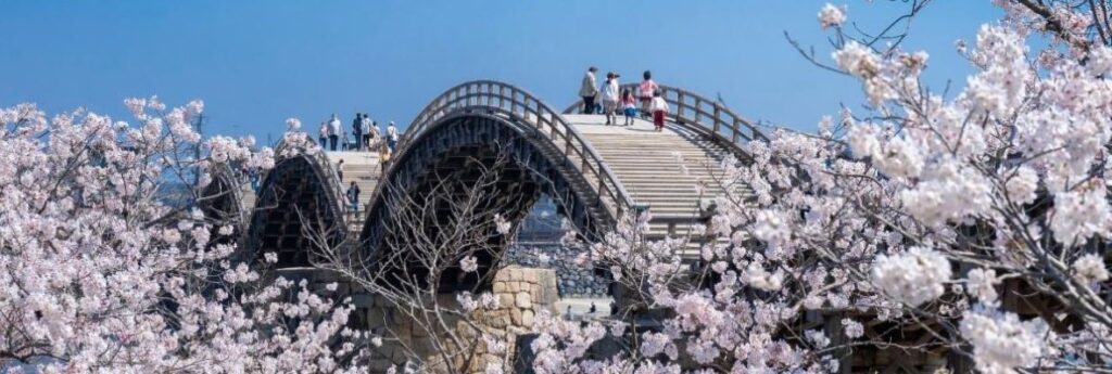 Tracing Japan's Cherry Blossom Peak Across the Country